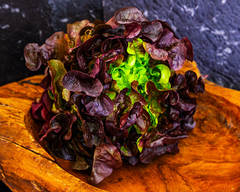 Lettuce, Oak Red  <br> (each)