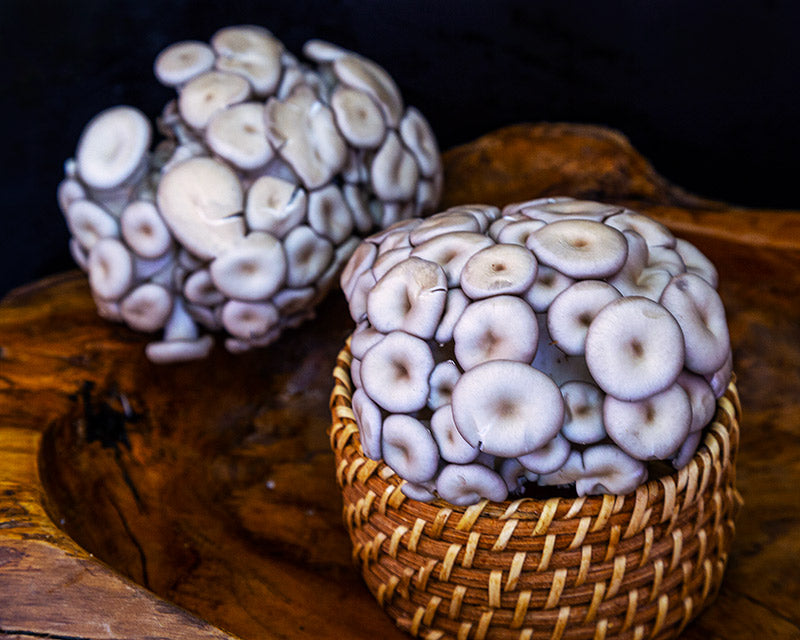 Mushrooms, Korean Shimeji <br> (300g pack)
