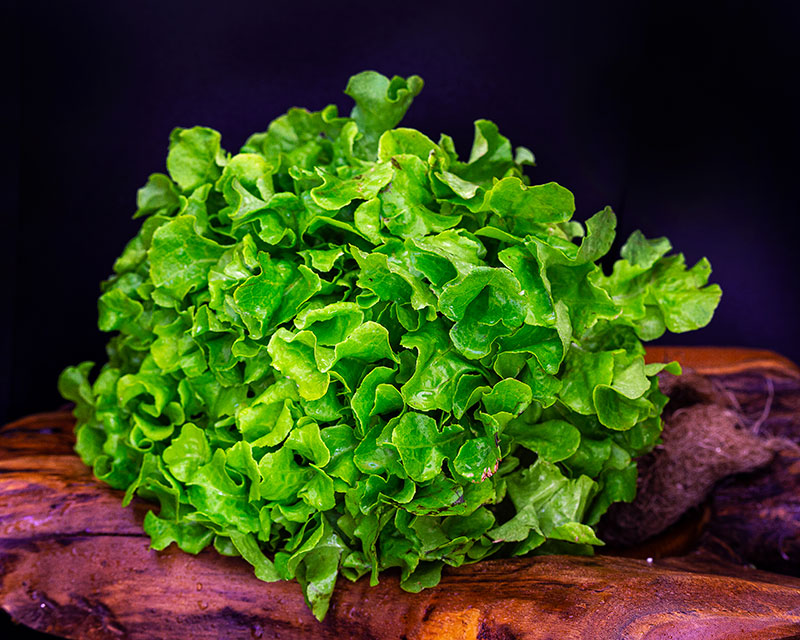 Lettuce, Oak Green <br> (CASE of 10 units)