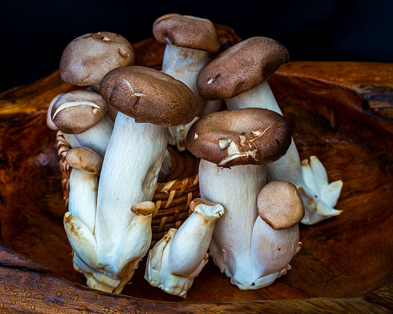 Mushrooms, King Oyster <br> (400g pack)