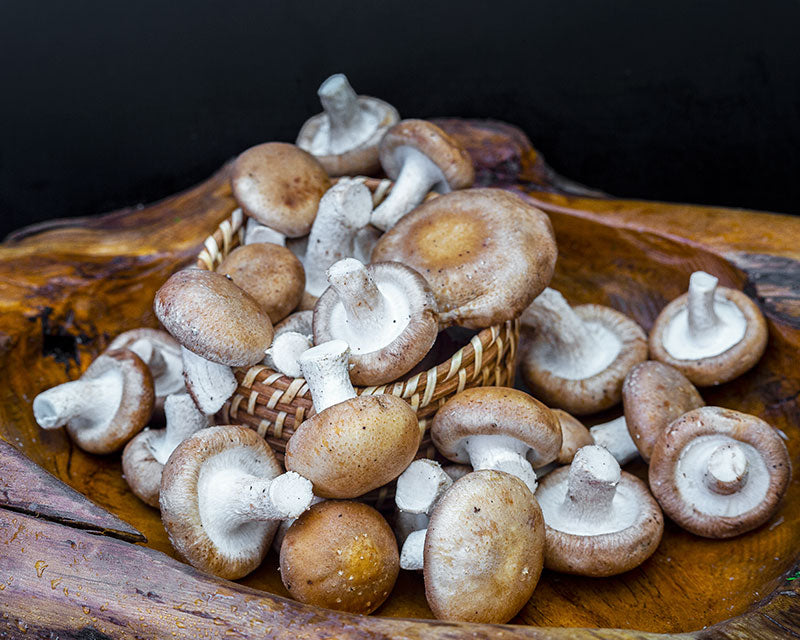 Mushrooms, Swiss Brown <br> (~500g pack)
